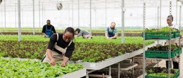 Urban Farming